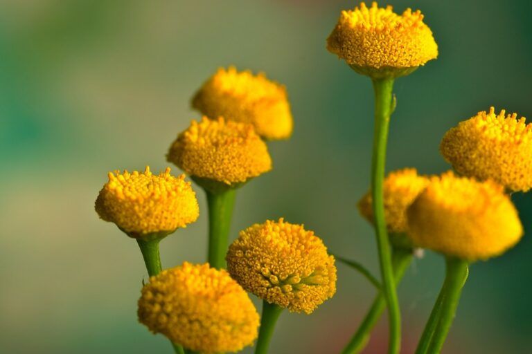 Blue tansy essential oil