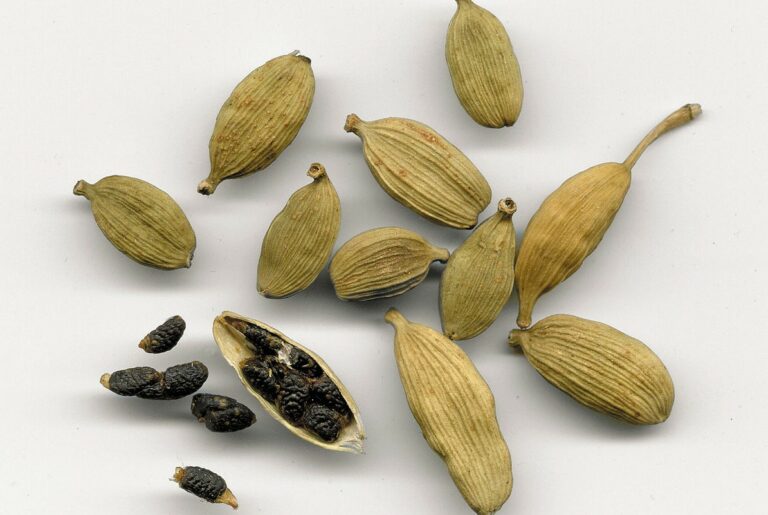 Cardamom essential oil