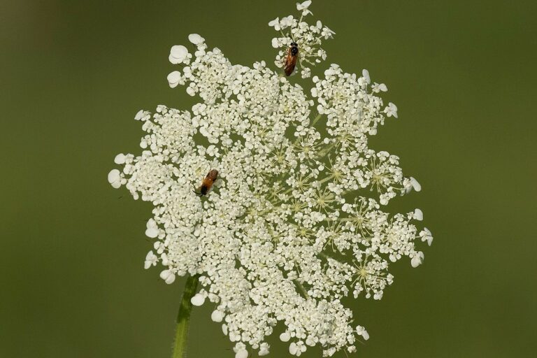 Carrot seed essential oil