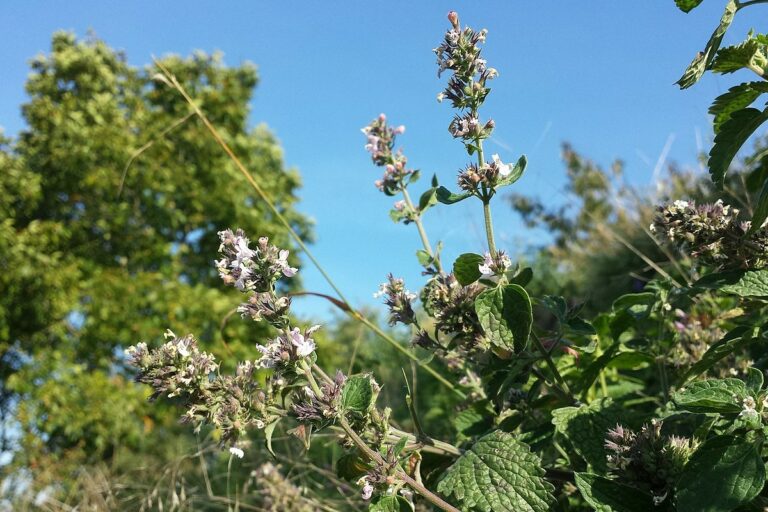 Catnip essential oil