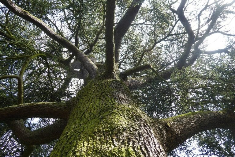 Cedarwood Atlas essential oil