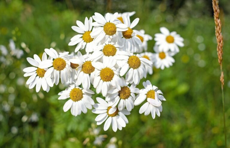 Chamomile German essential oil