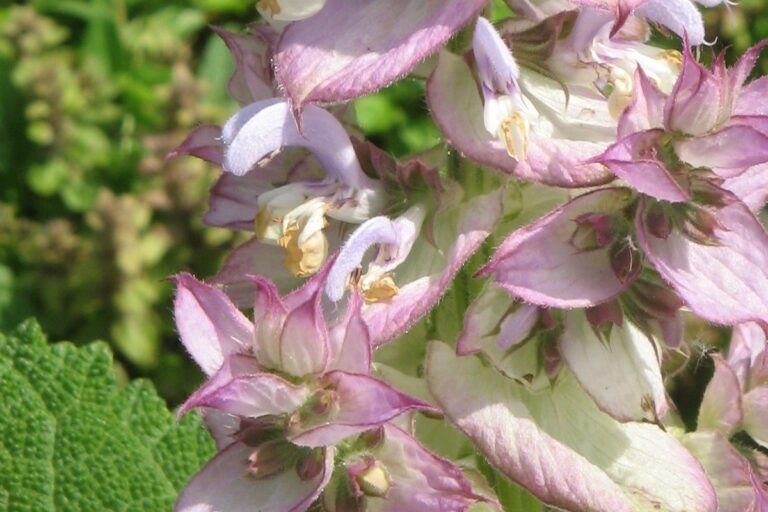 Clary Sage essential oil