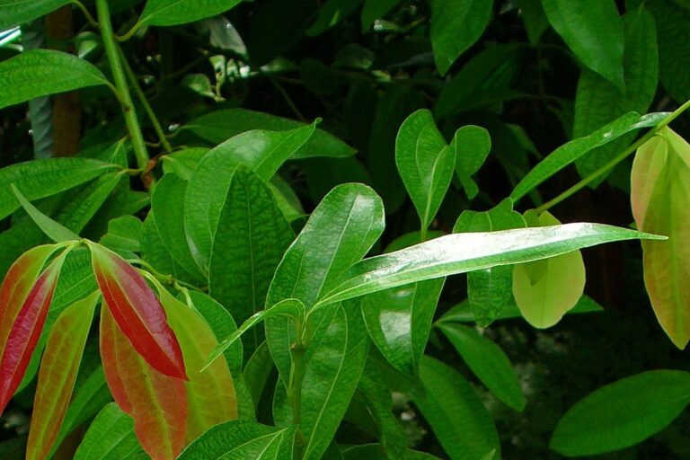 Cinnamon Leaf essential oil