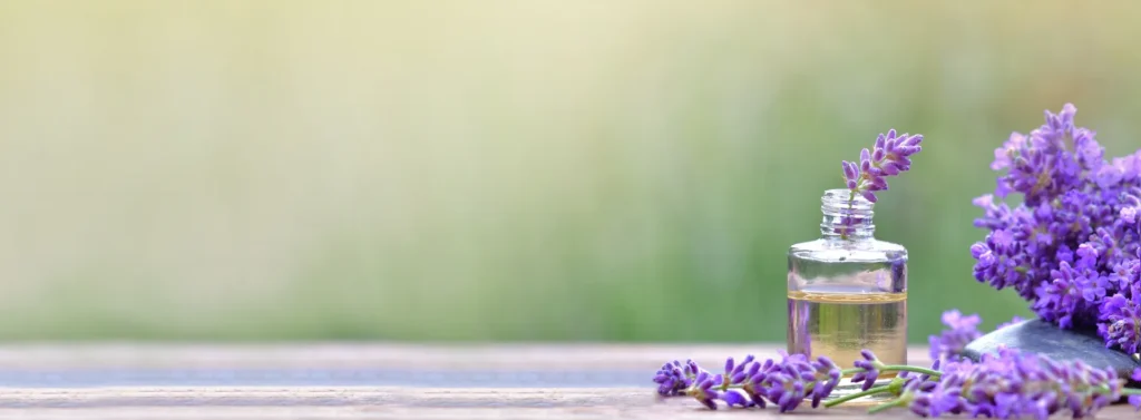 Lavender plant and bottle of essential oil